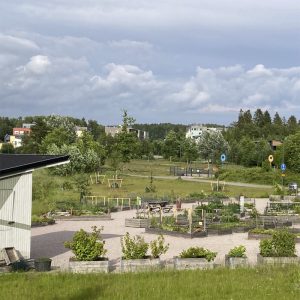 Kuvassa Suurpelto-seuran lavaviljelyalue
